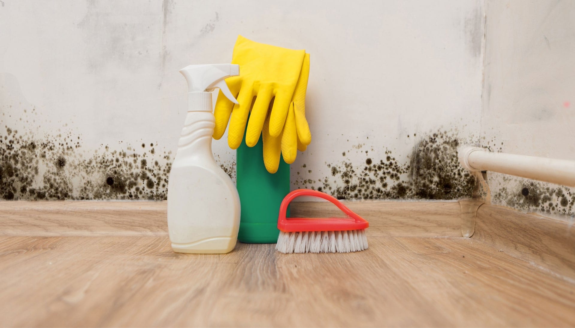 Know About Mold Removal In Vancouver