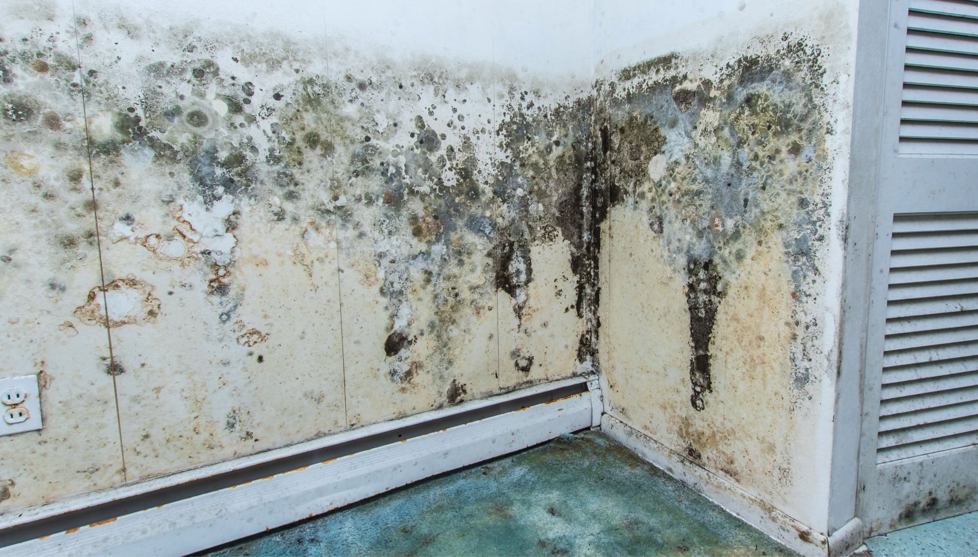 Mold Damage Odor Control Services in Vancouver